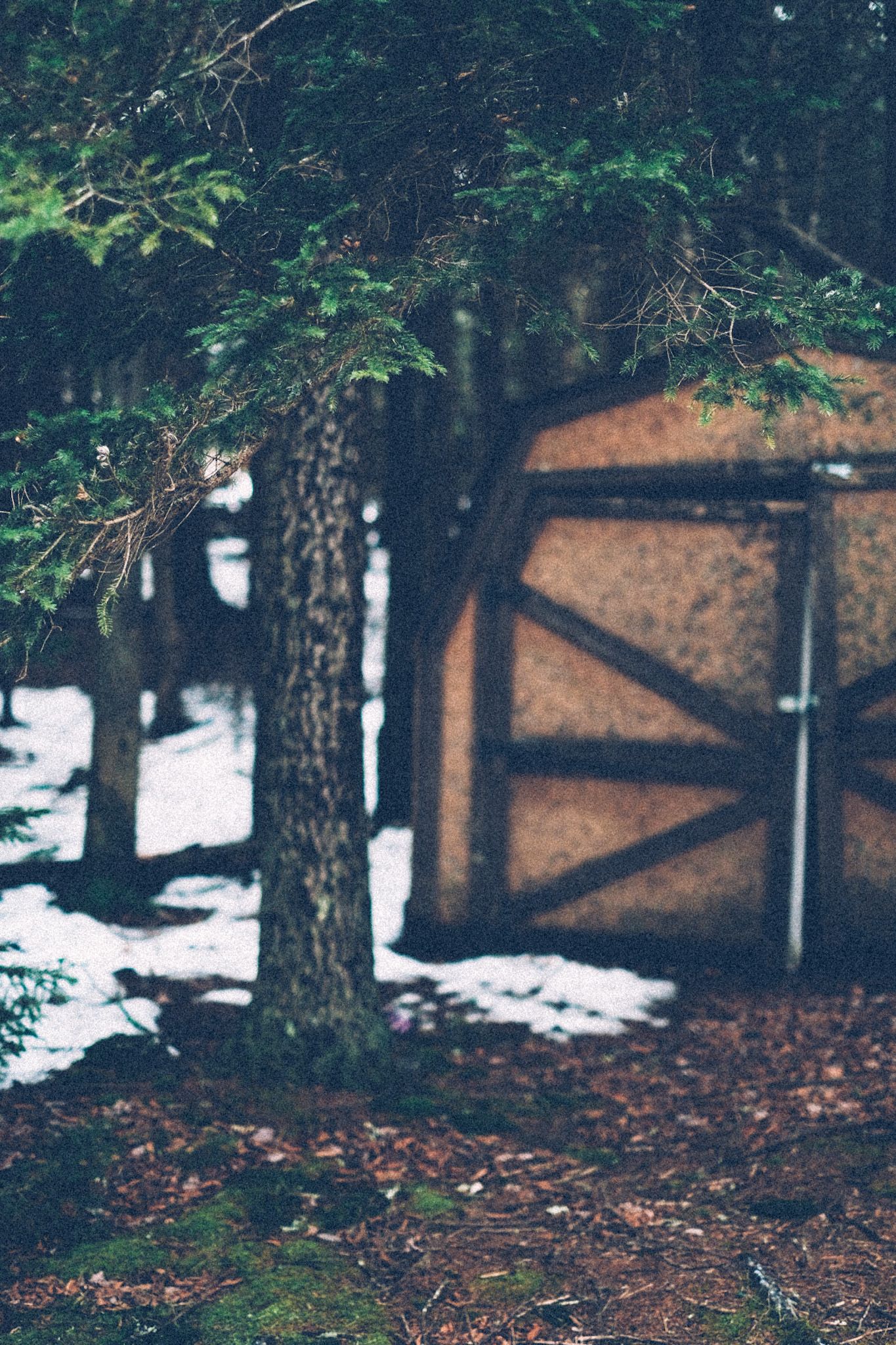 A shed stands behind a tree in a green forest.