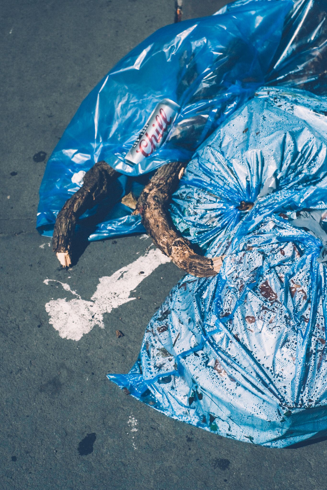A pile of blue trash bags glows in the sunlight on a sidewalk, a big brown tree branch in the middle, and an aluminum Coors beer can that says “Chill” in a red cursive script.