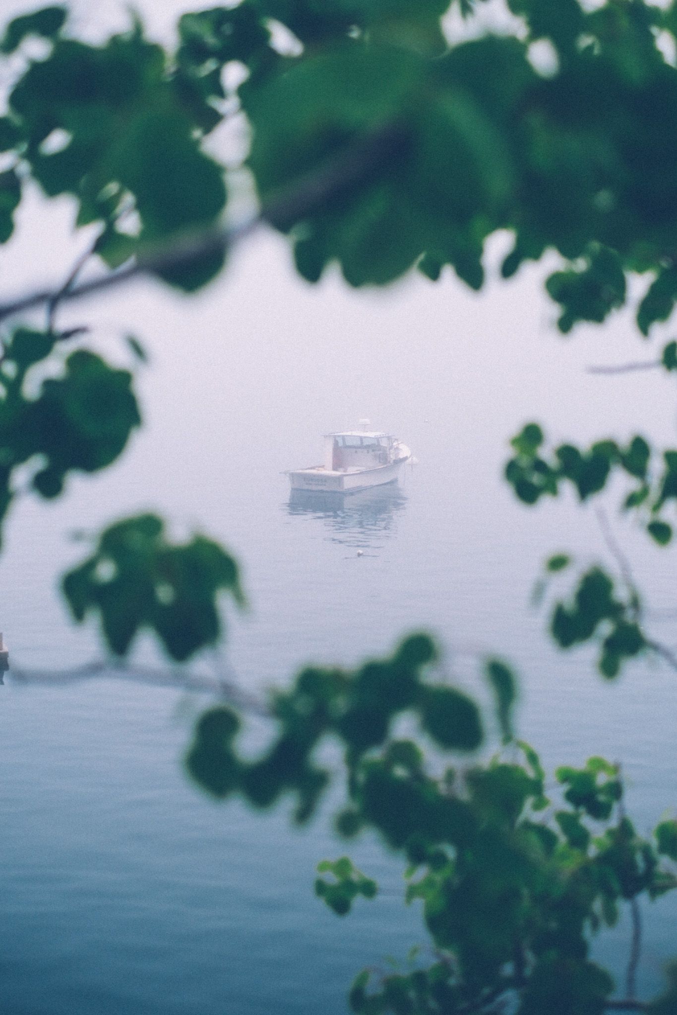 A boat floats in the middle of a foggy harbor, framed by leaves of a tree.