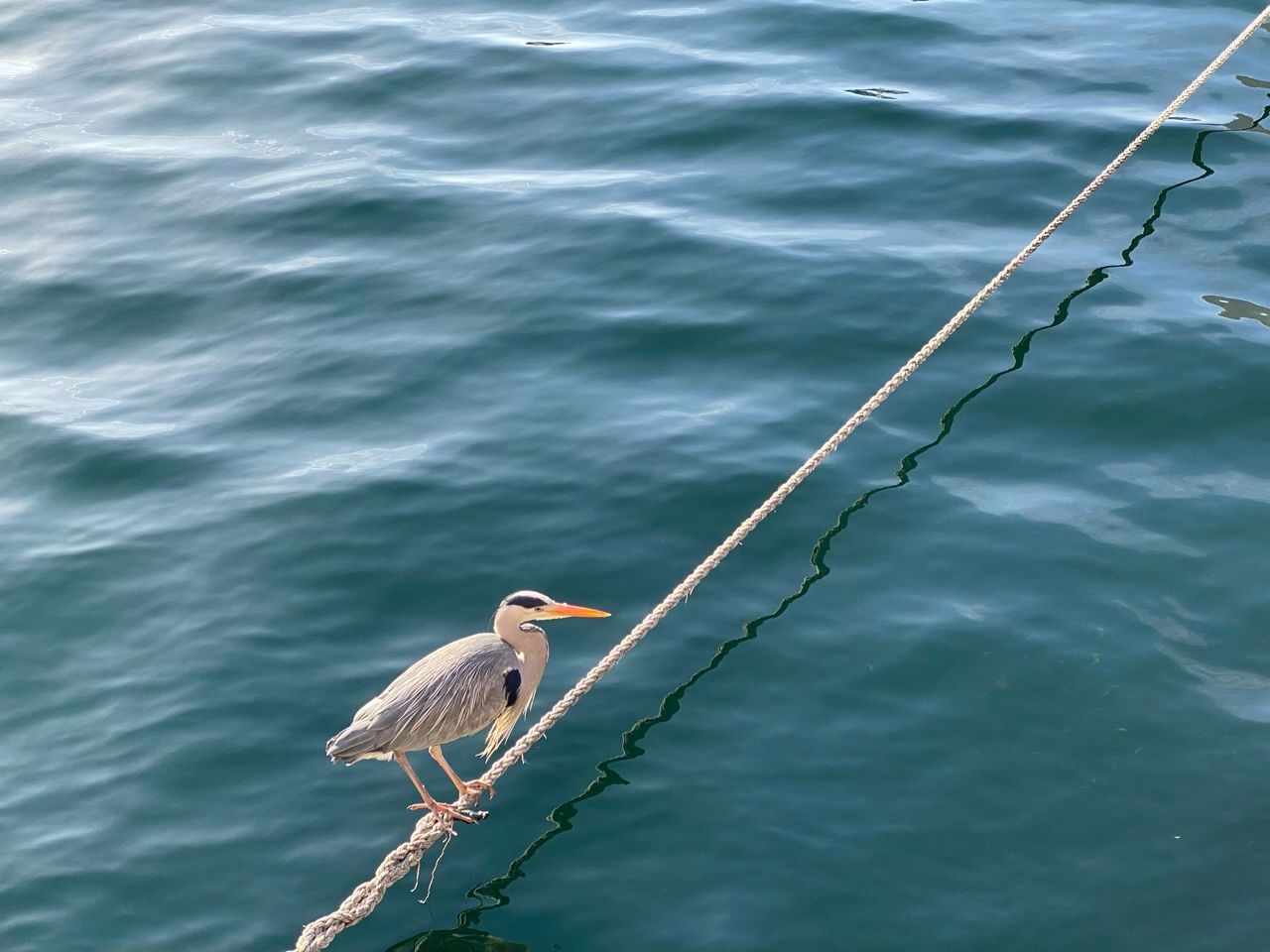 bird on a rope