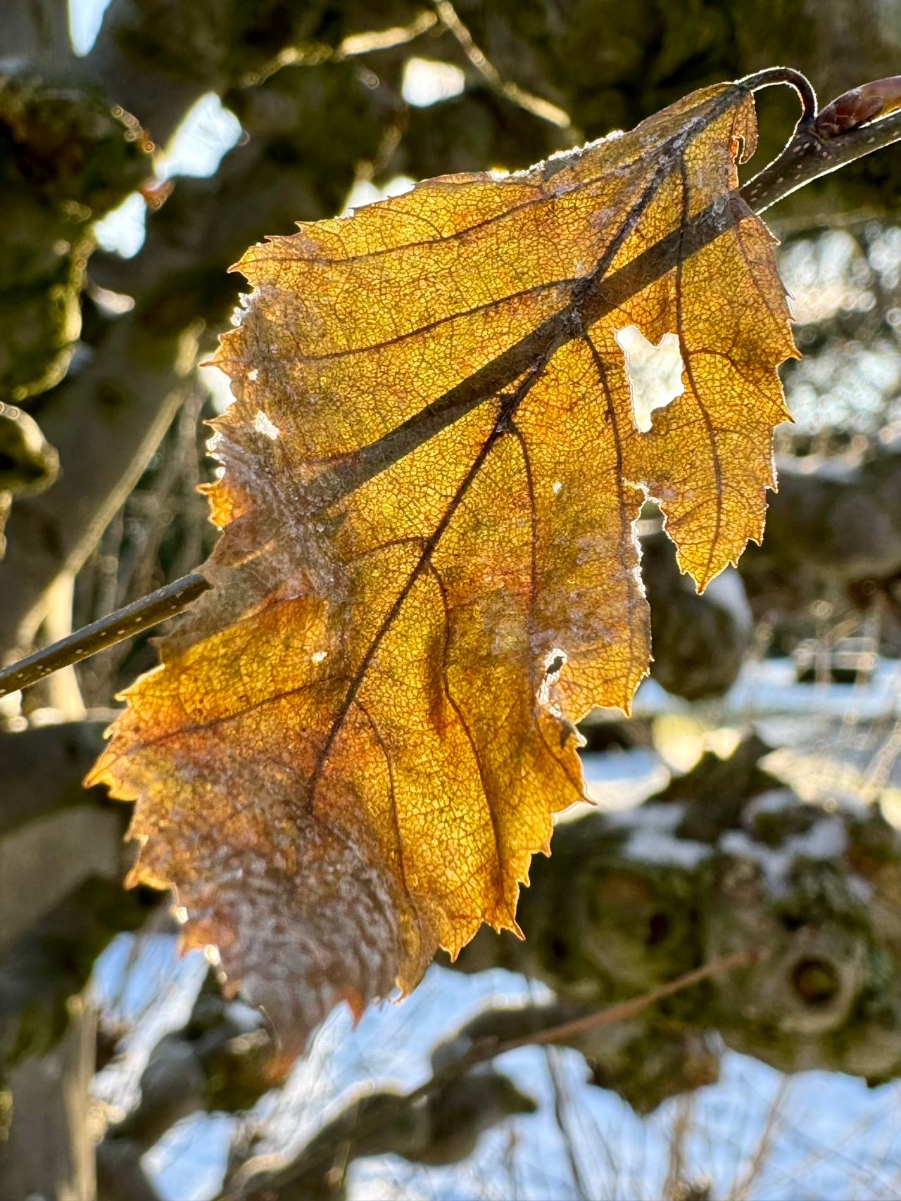 blad i frostvejr