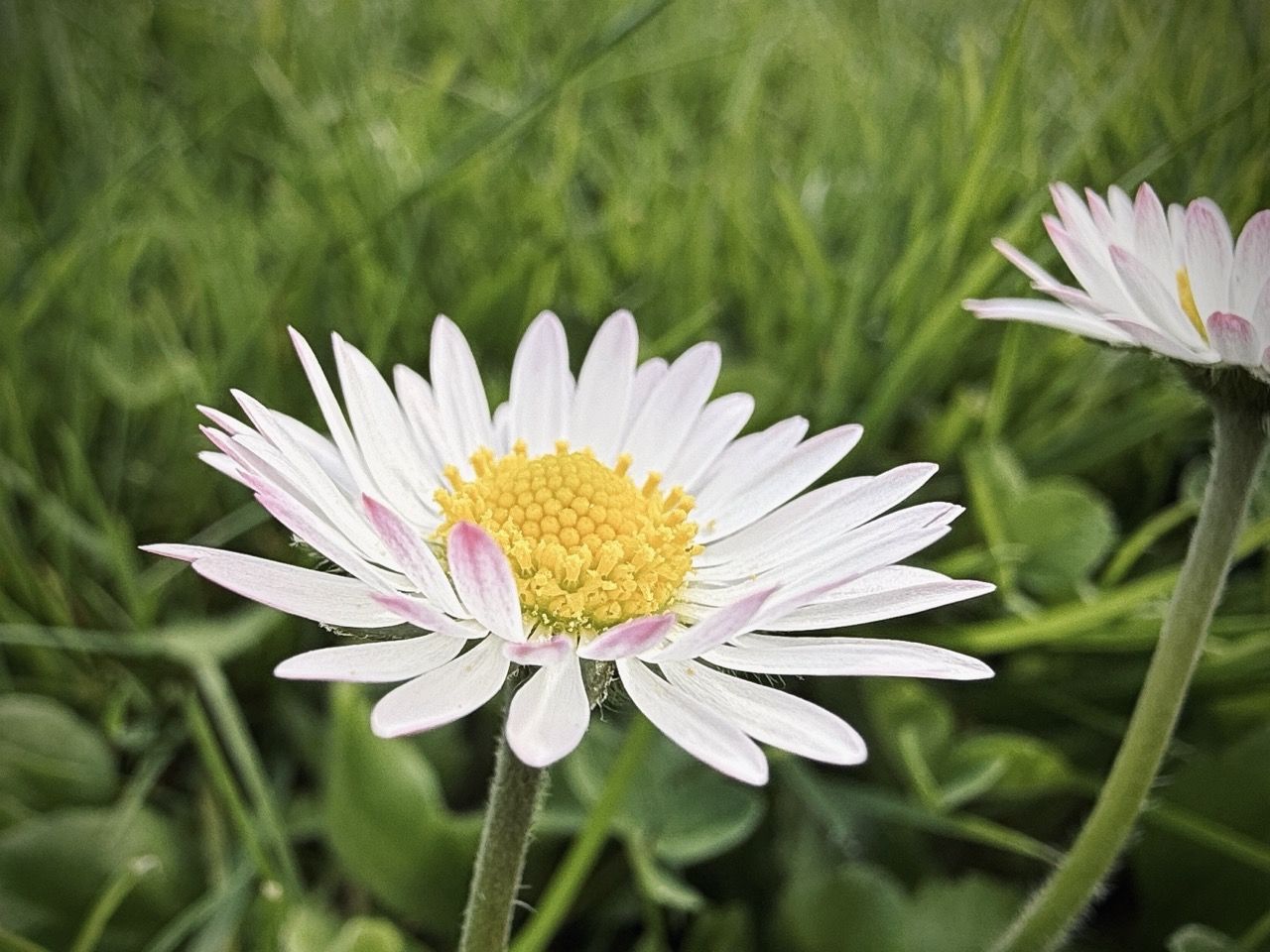Blomster i Odsherred