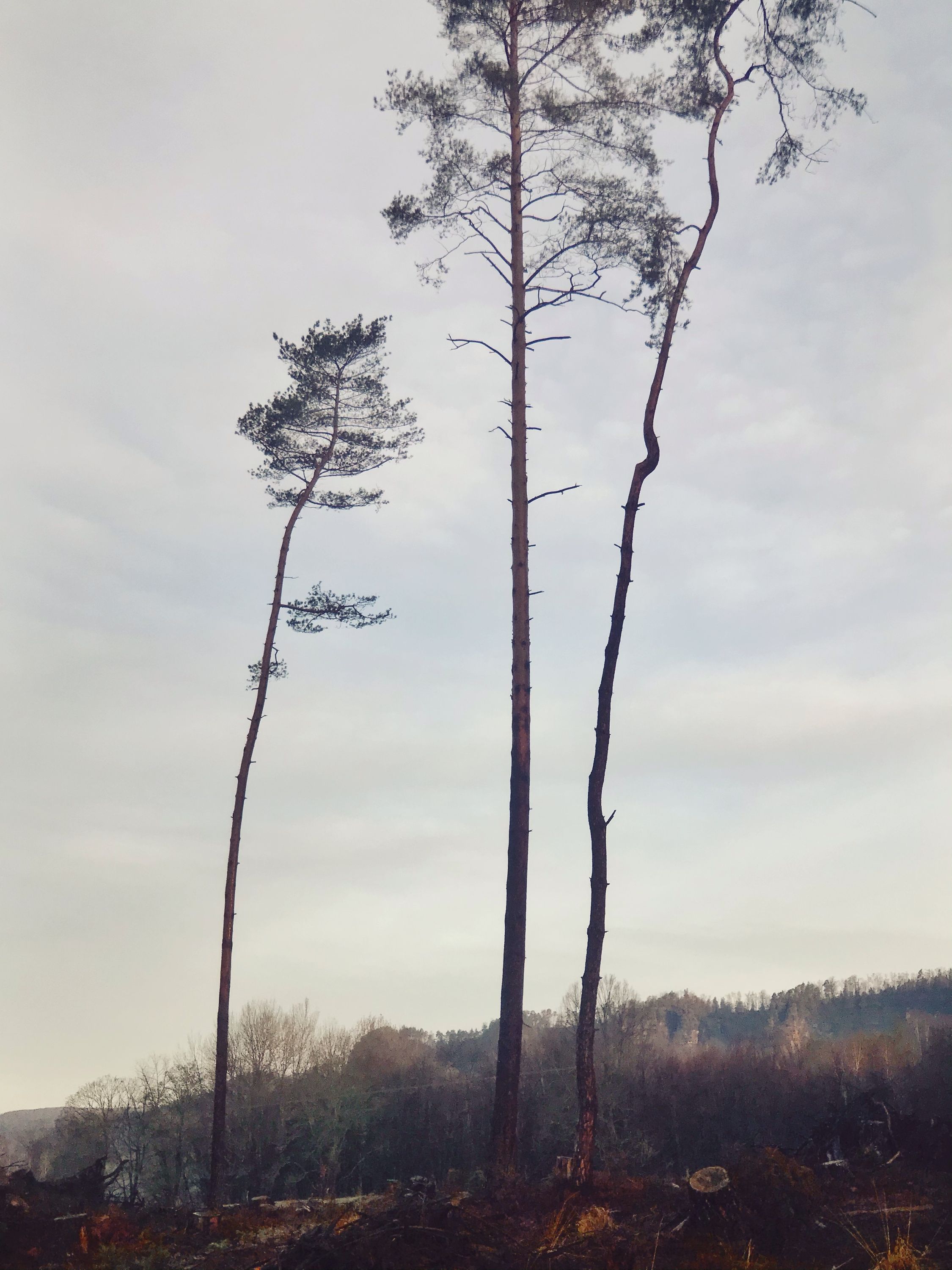 Saxon Switzerland National Park