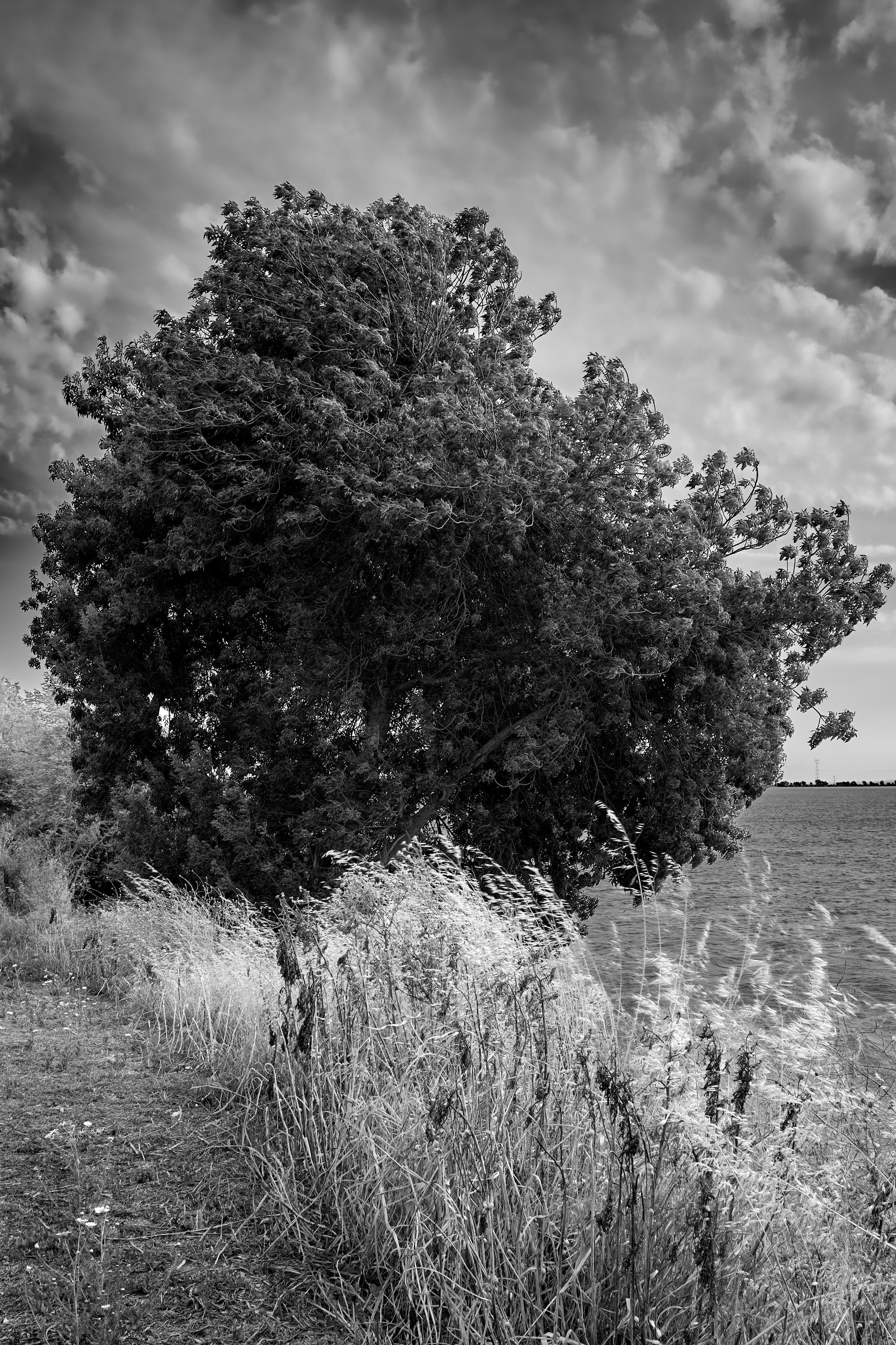 Tree in the Wind