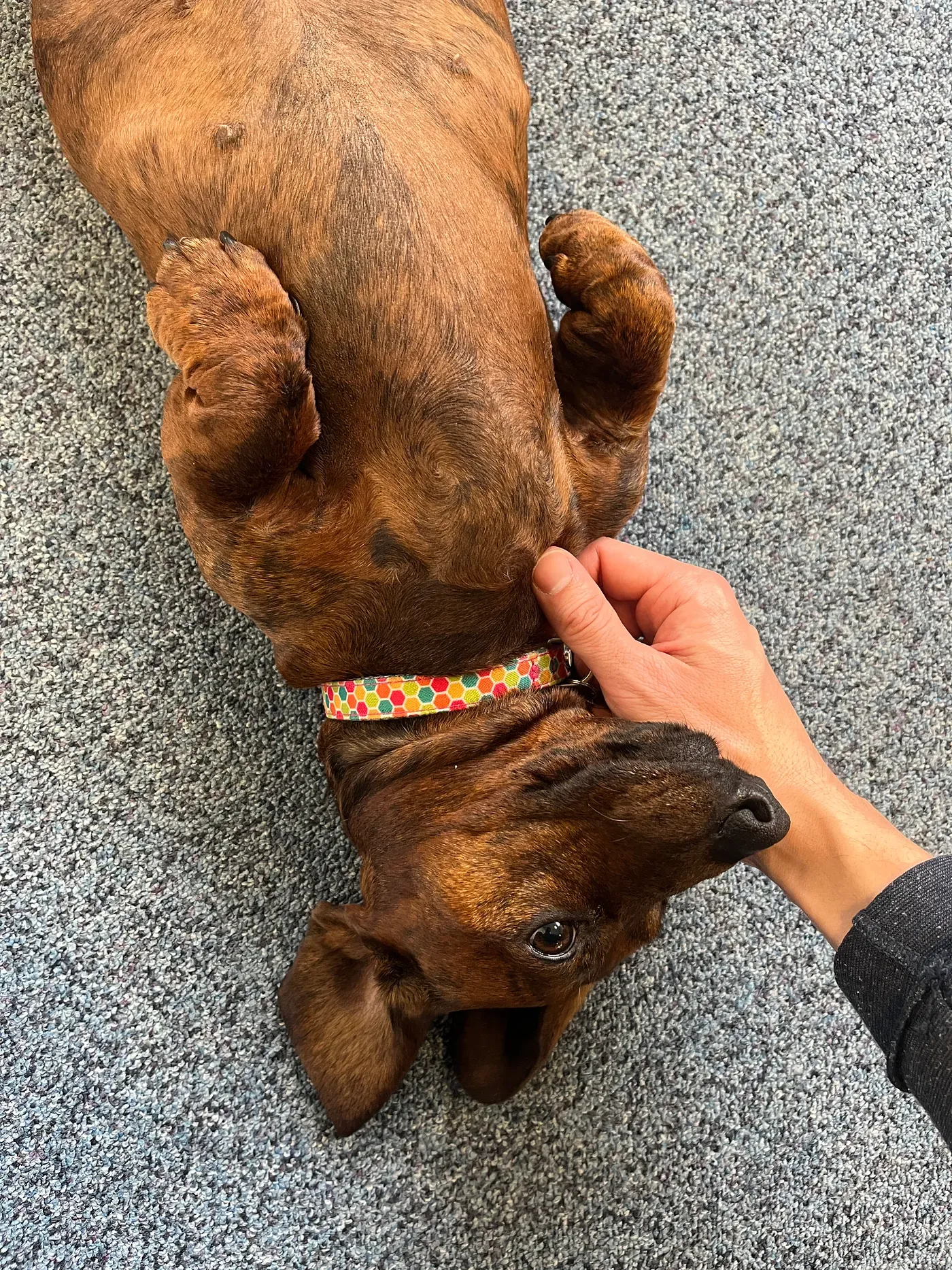 Angie — one of our office dogs