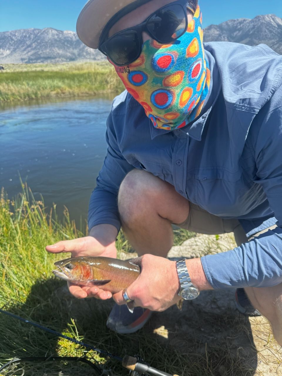 brown-trout