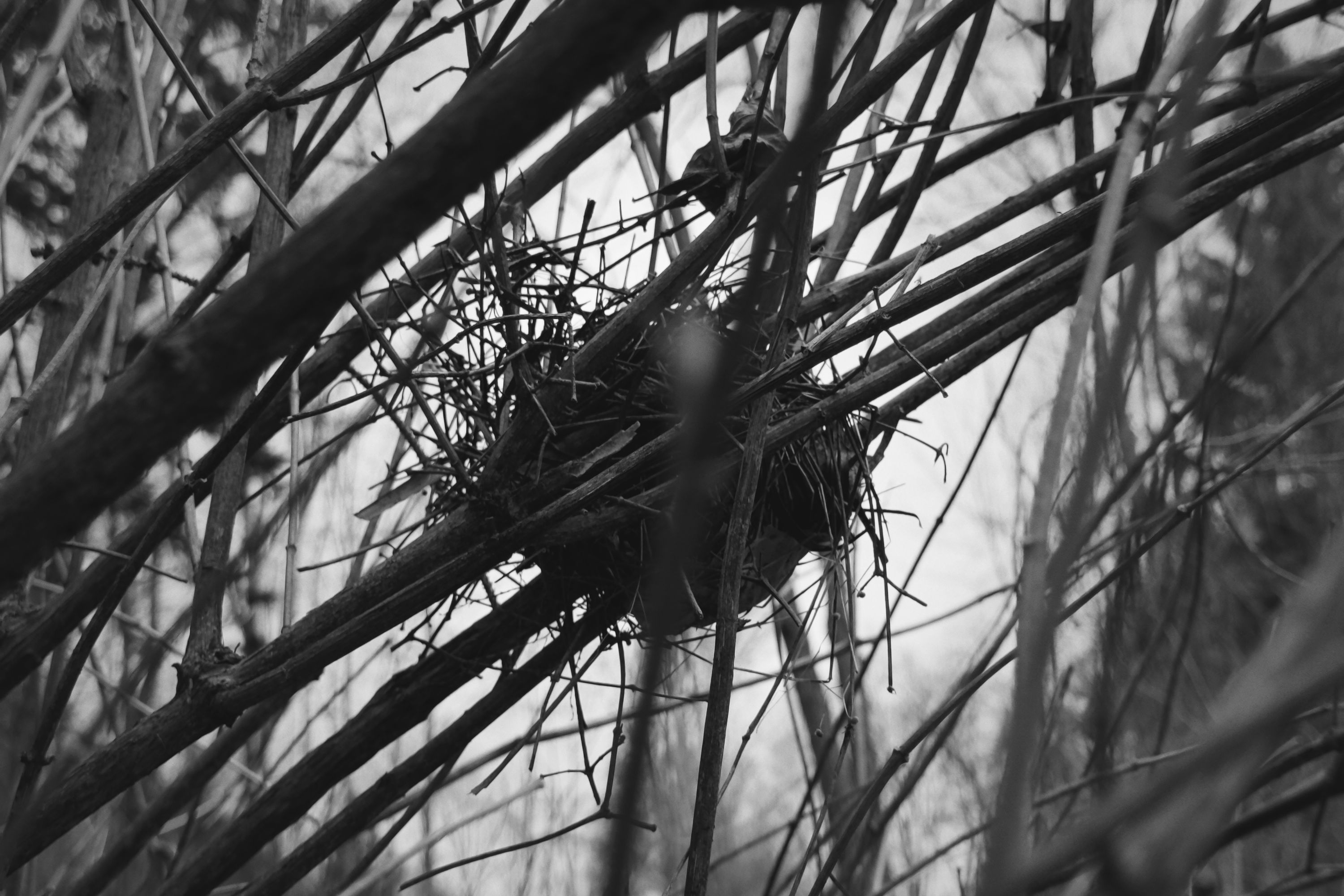 nest