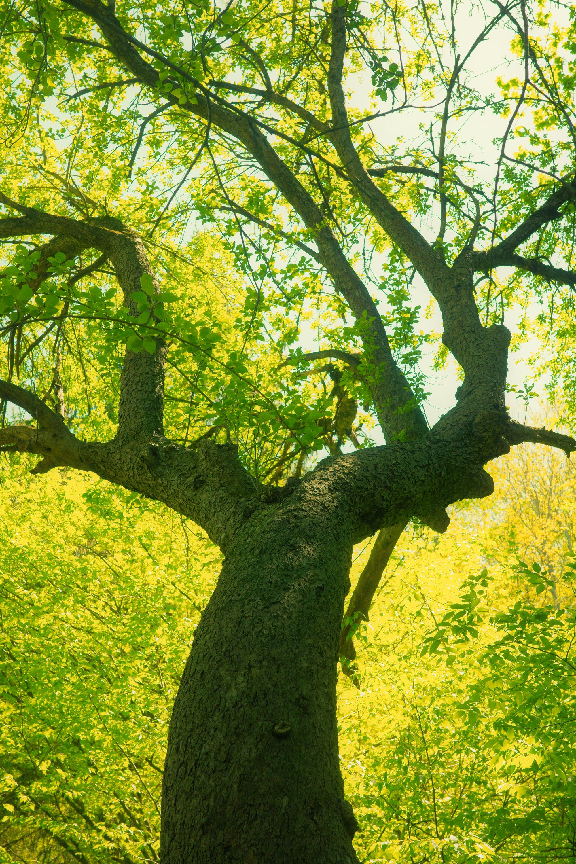green witch tree