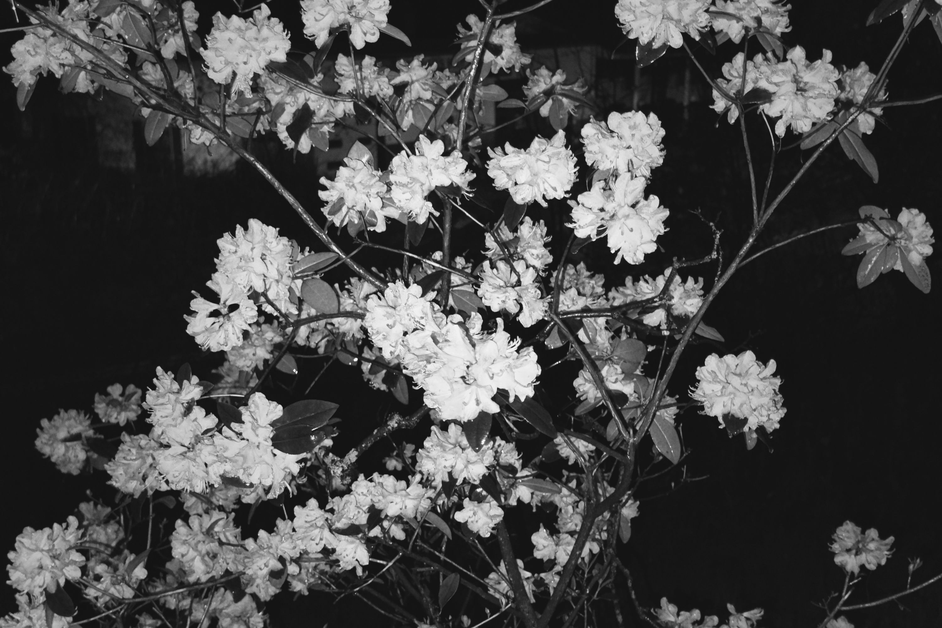 flash bush