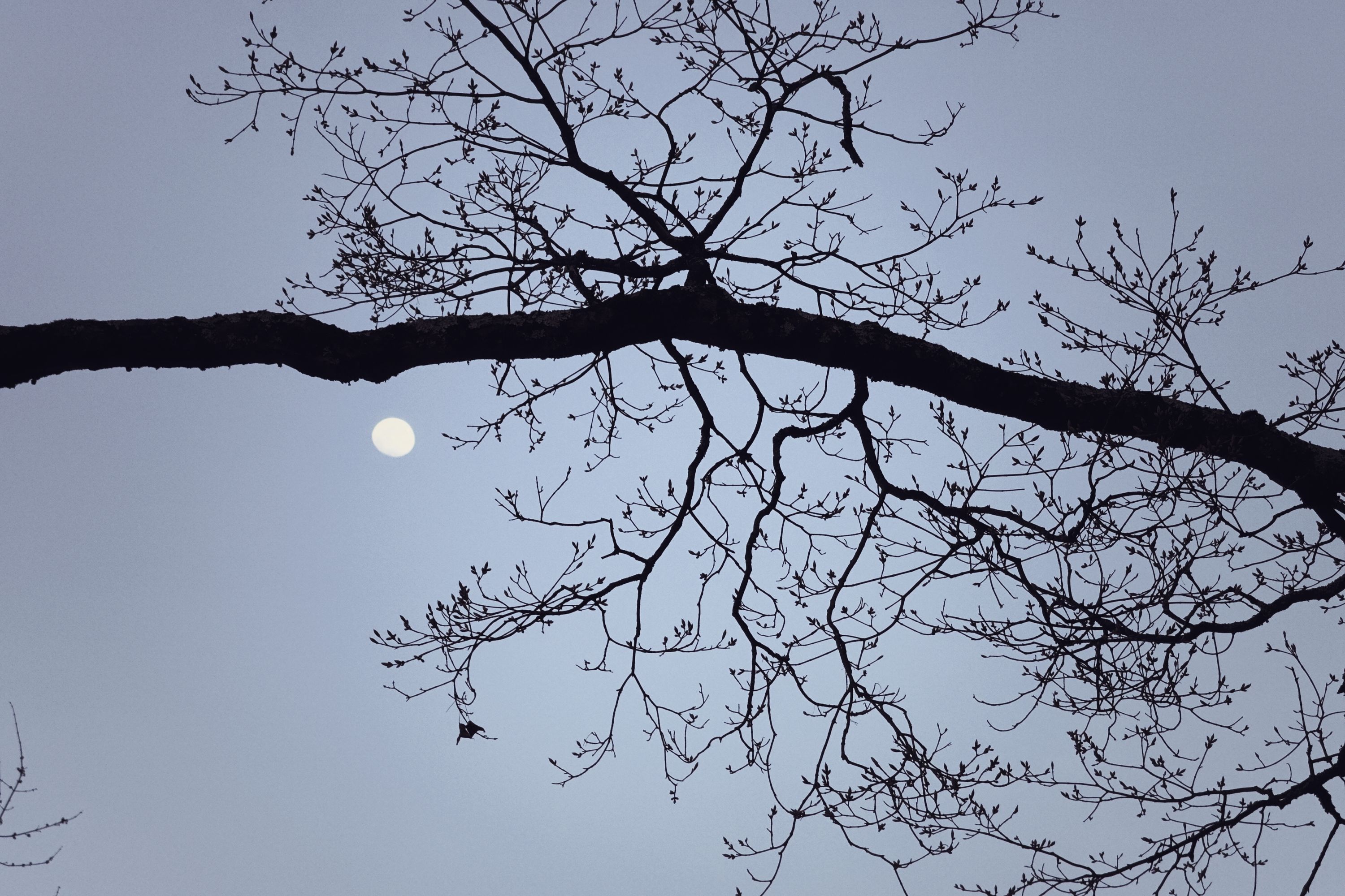 moon splay