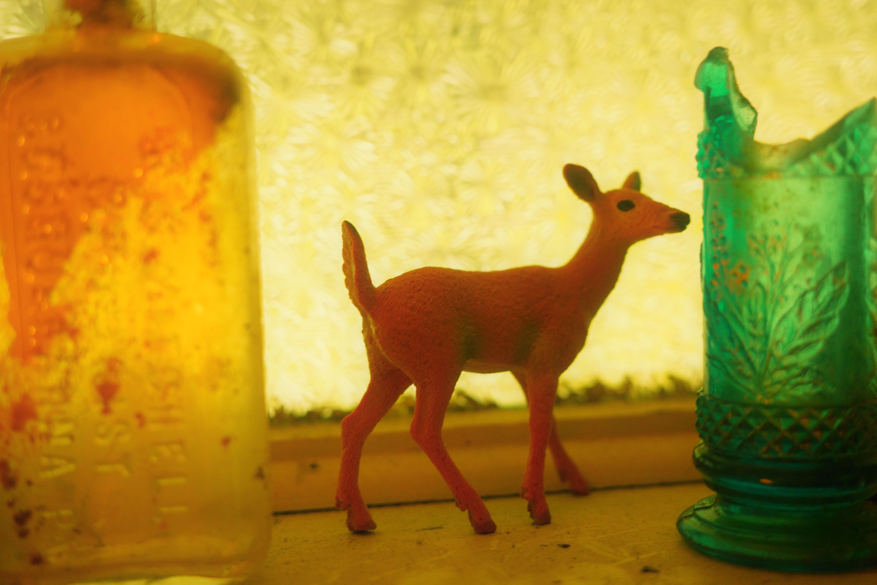deer