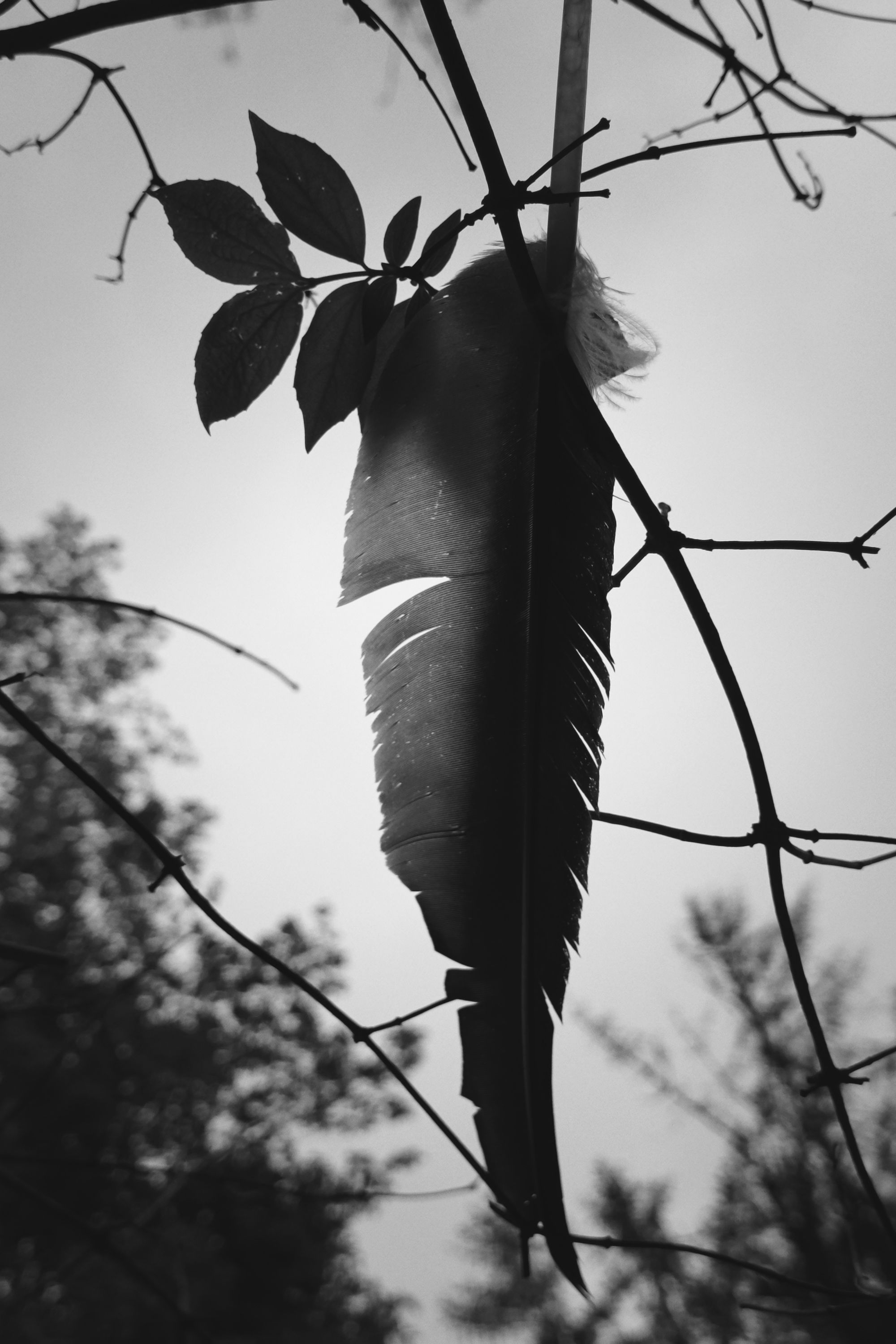 feather omen