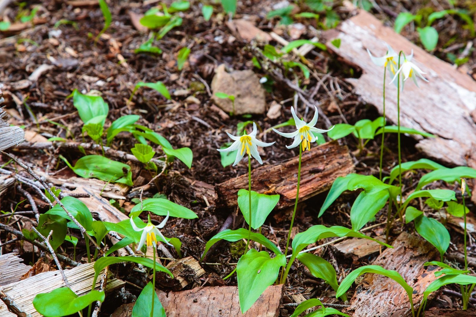 Avalanche Lilies (Erythronium montanum)