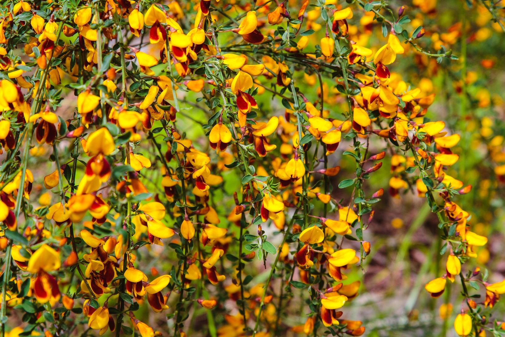 Unidentified flowering vine