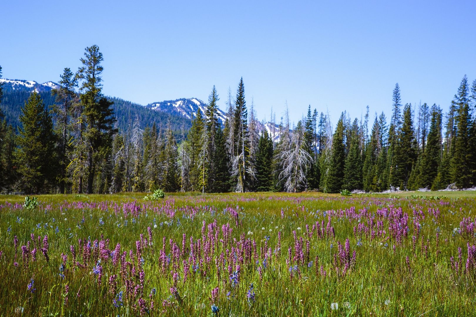 Flower-adorned Conrad Meadows