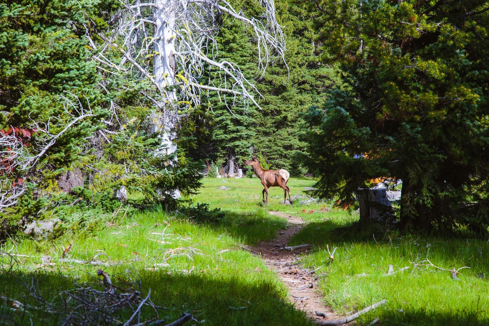 Elk encounter