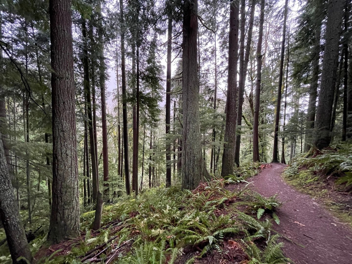 Tranquil trail