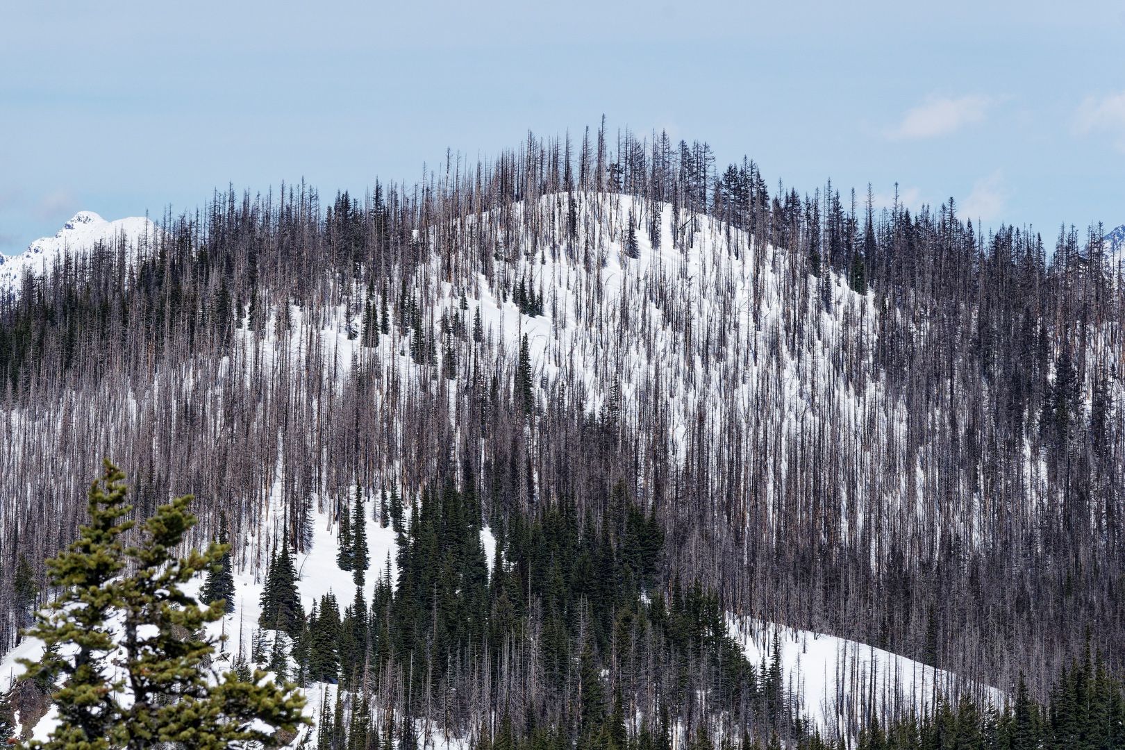 Sasse Mountain from Howson Peak