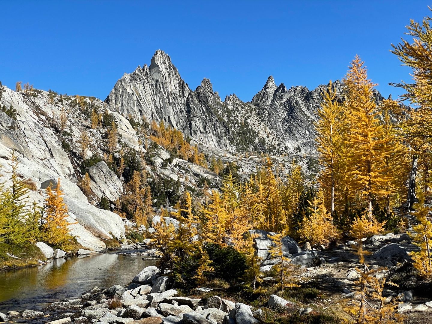 Larch madness