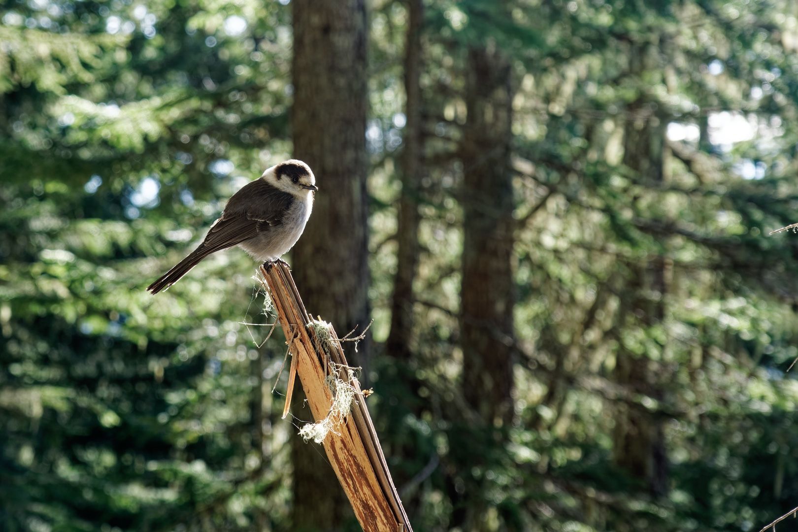 Gray Jay looking for a handout