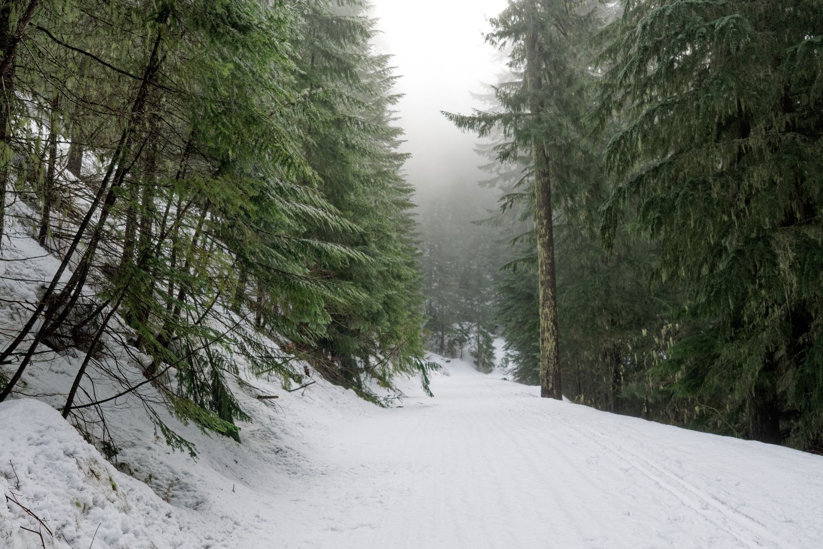 Misty mountain meandering