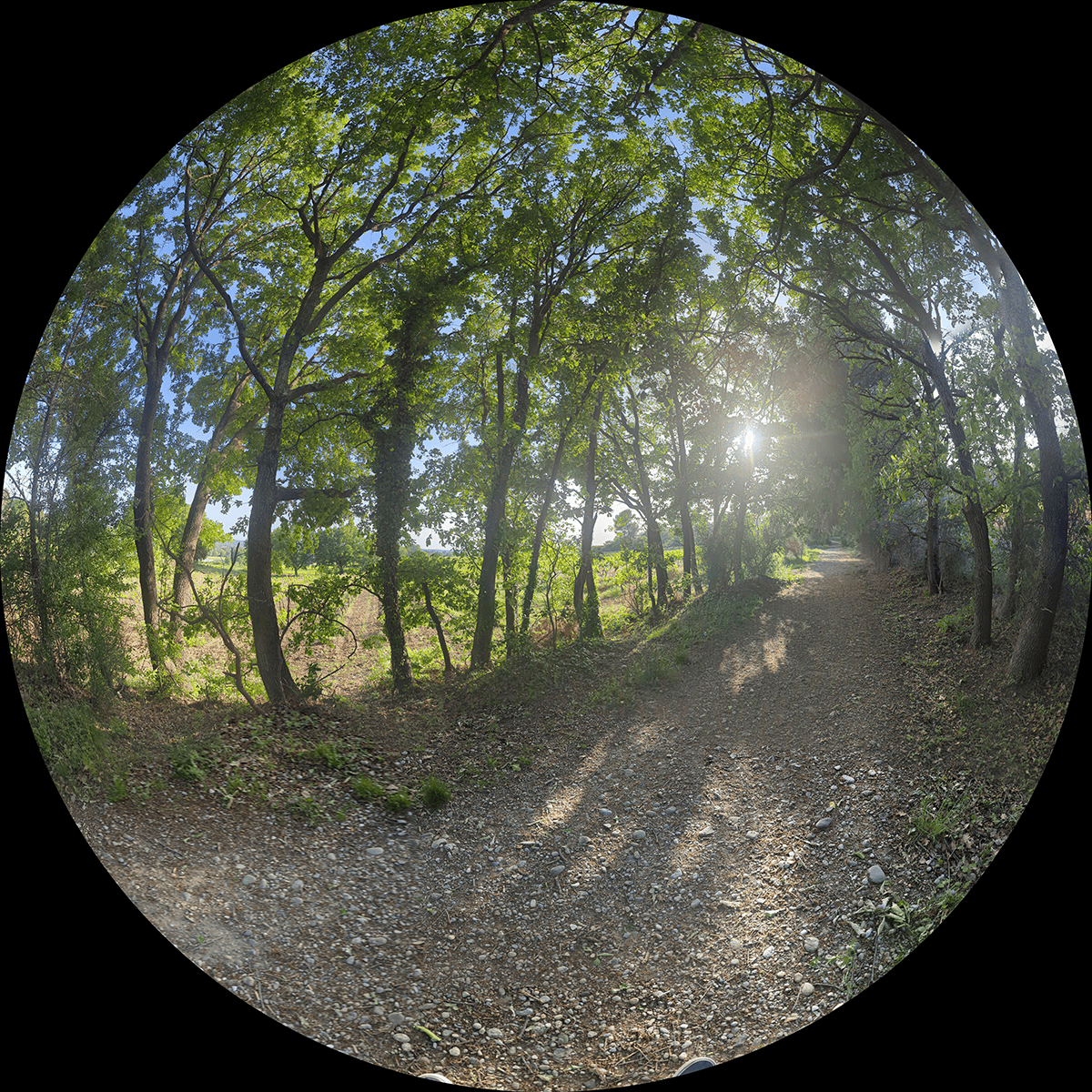 Sur le chemin qu’adorait le toutou