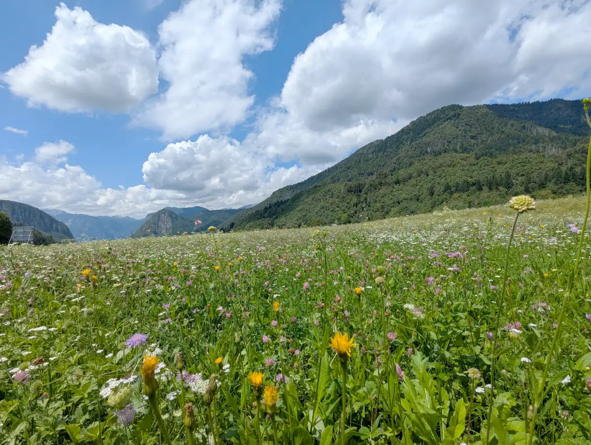 Prairie d’août. Qu’est-ce que ça doit être au printemps…
