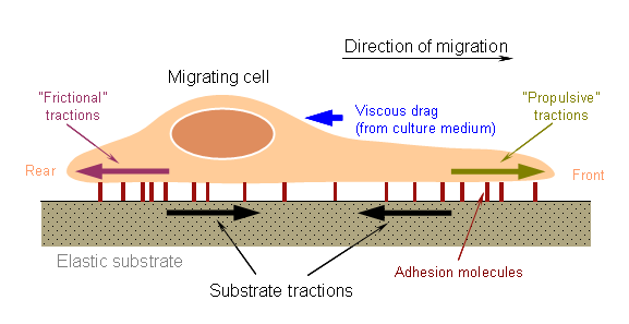 Image result for cell migration