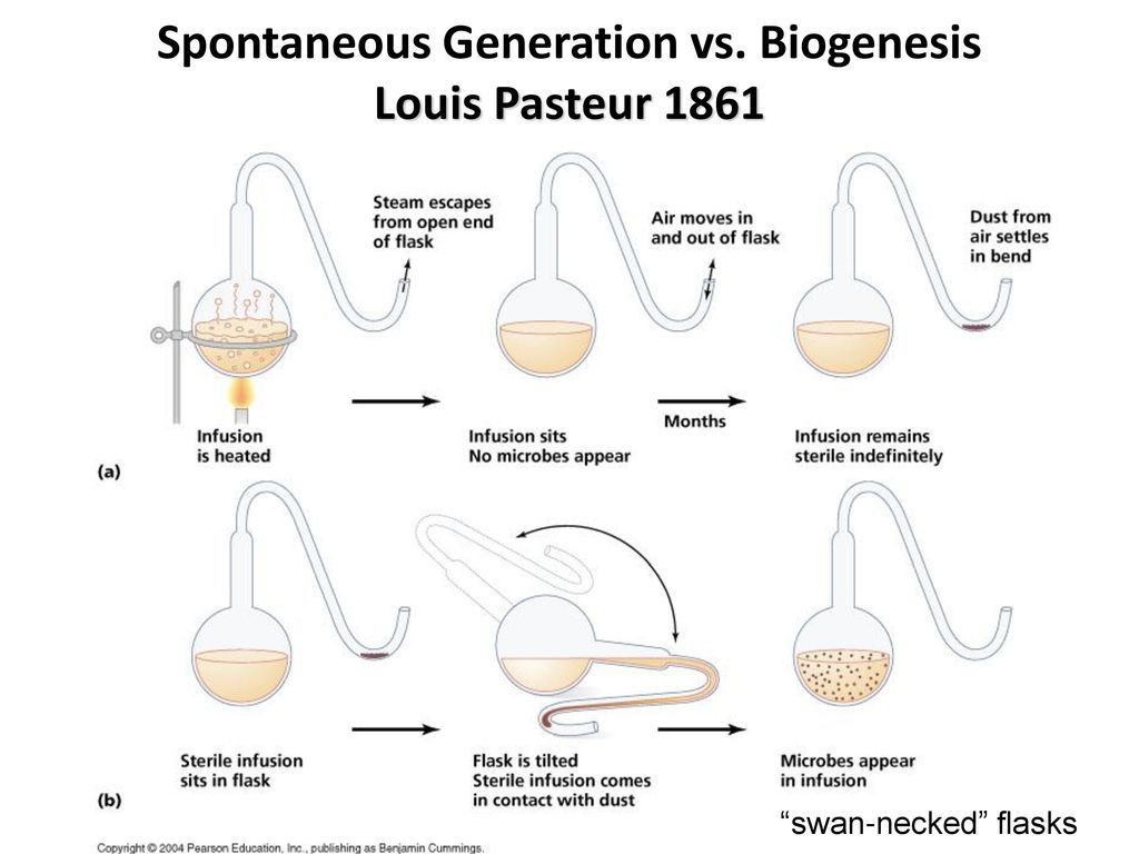 Image result for pasteur swan neck flask experiment