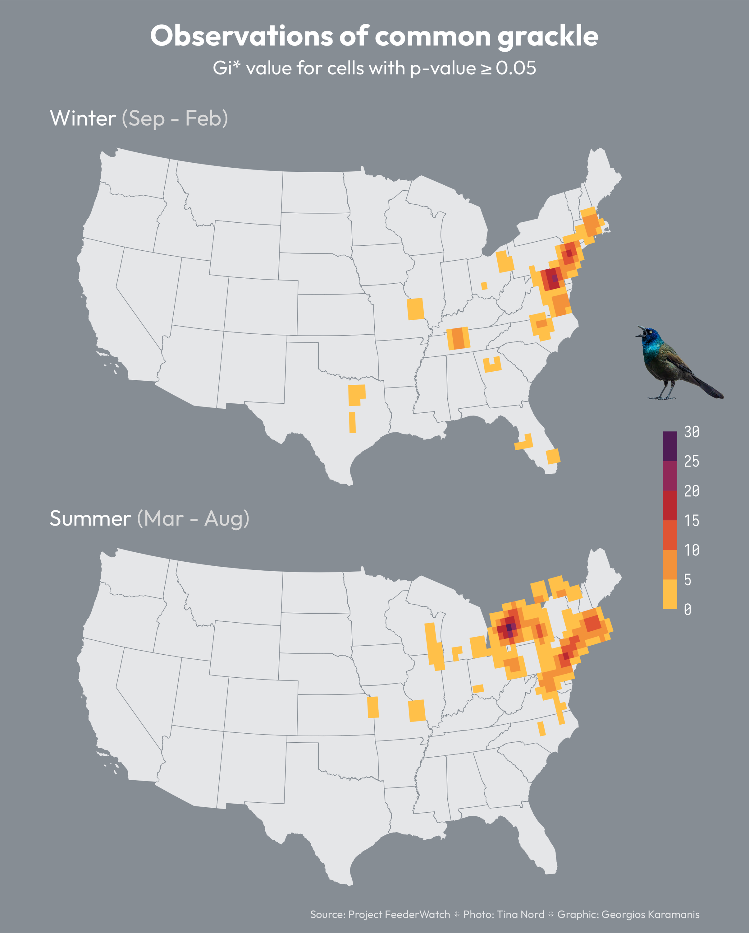 Two maps of the US showing hot spots for observations of common grackle for winter (September to February) and summer (March to August). There are more hot spots on the north during the summer months.