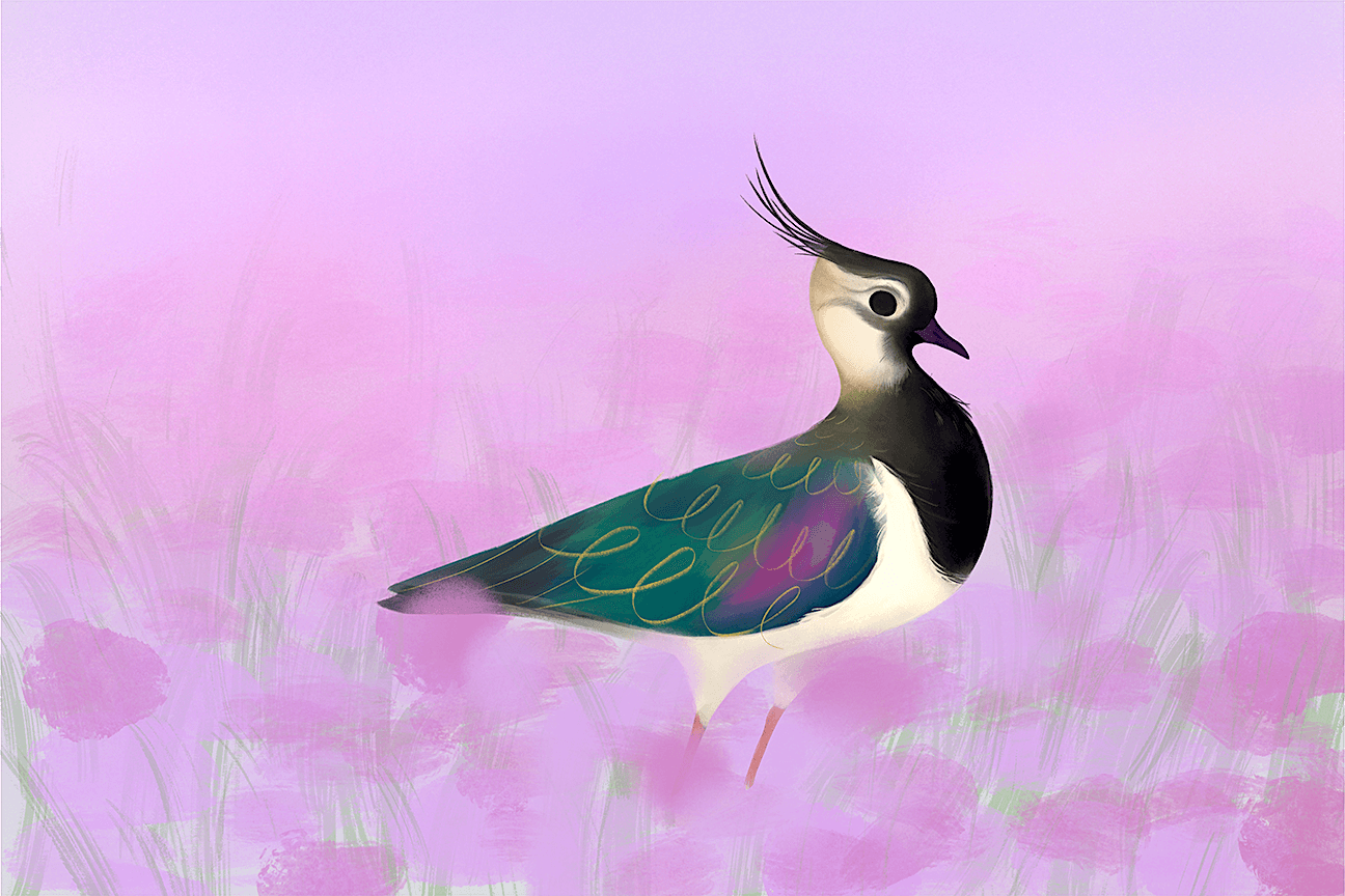 Lapwing