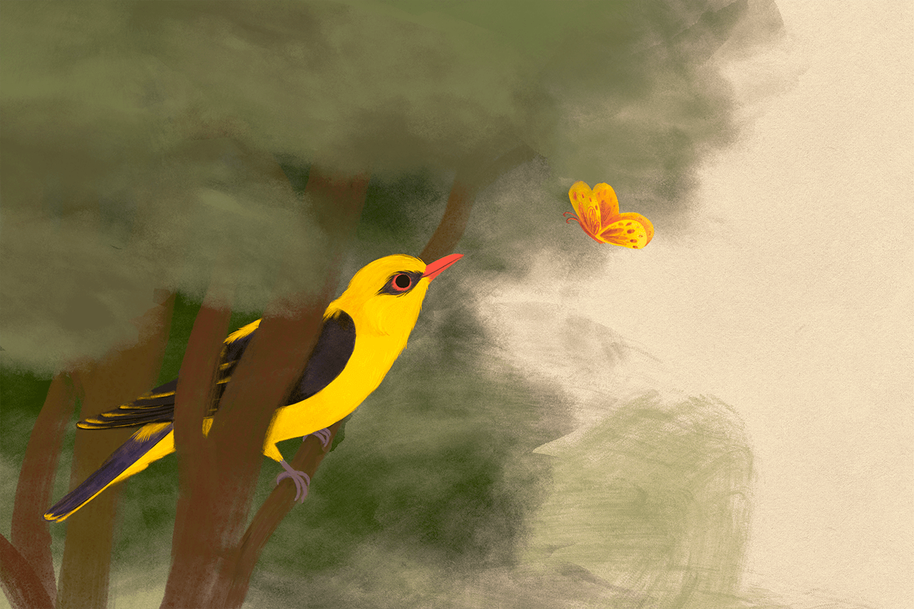 Golden Oriole