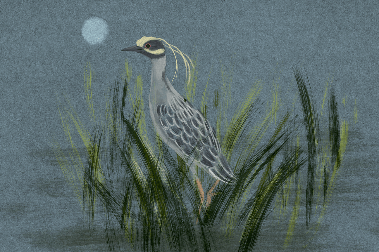 Yellow Crowned Night Heron