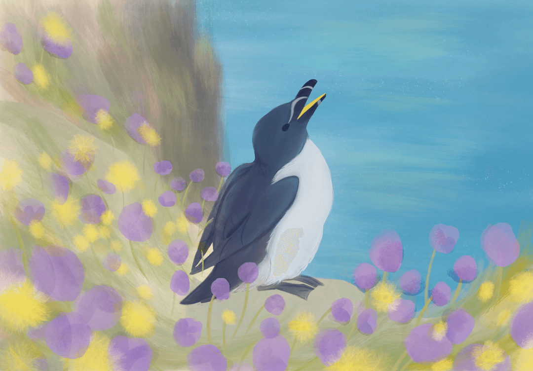 Razorbill