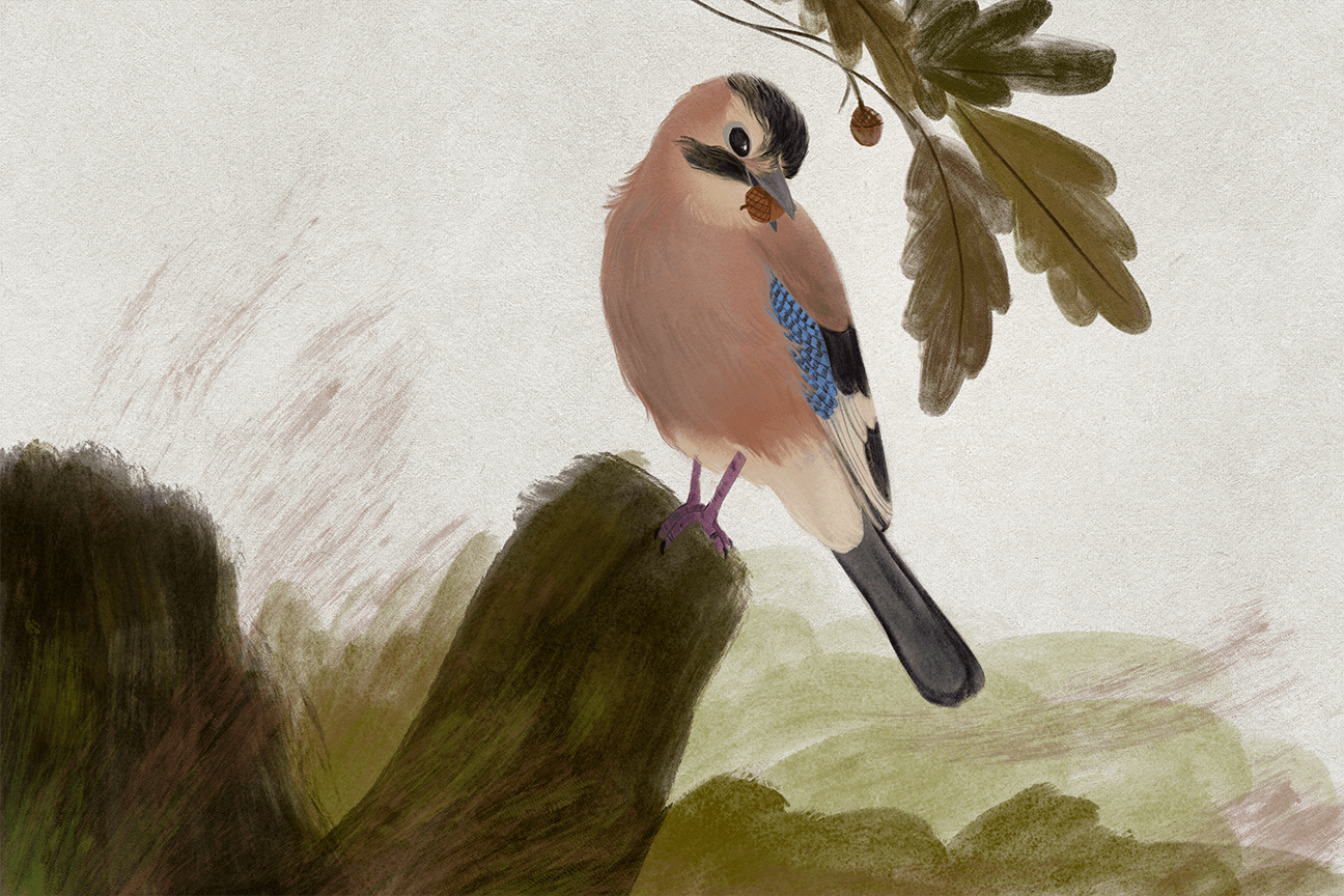 Eurasian Jay