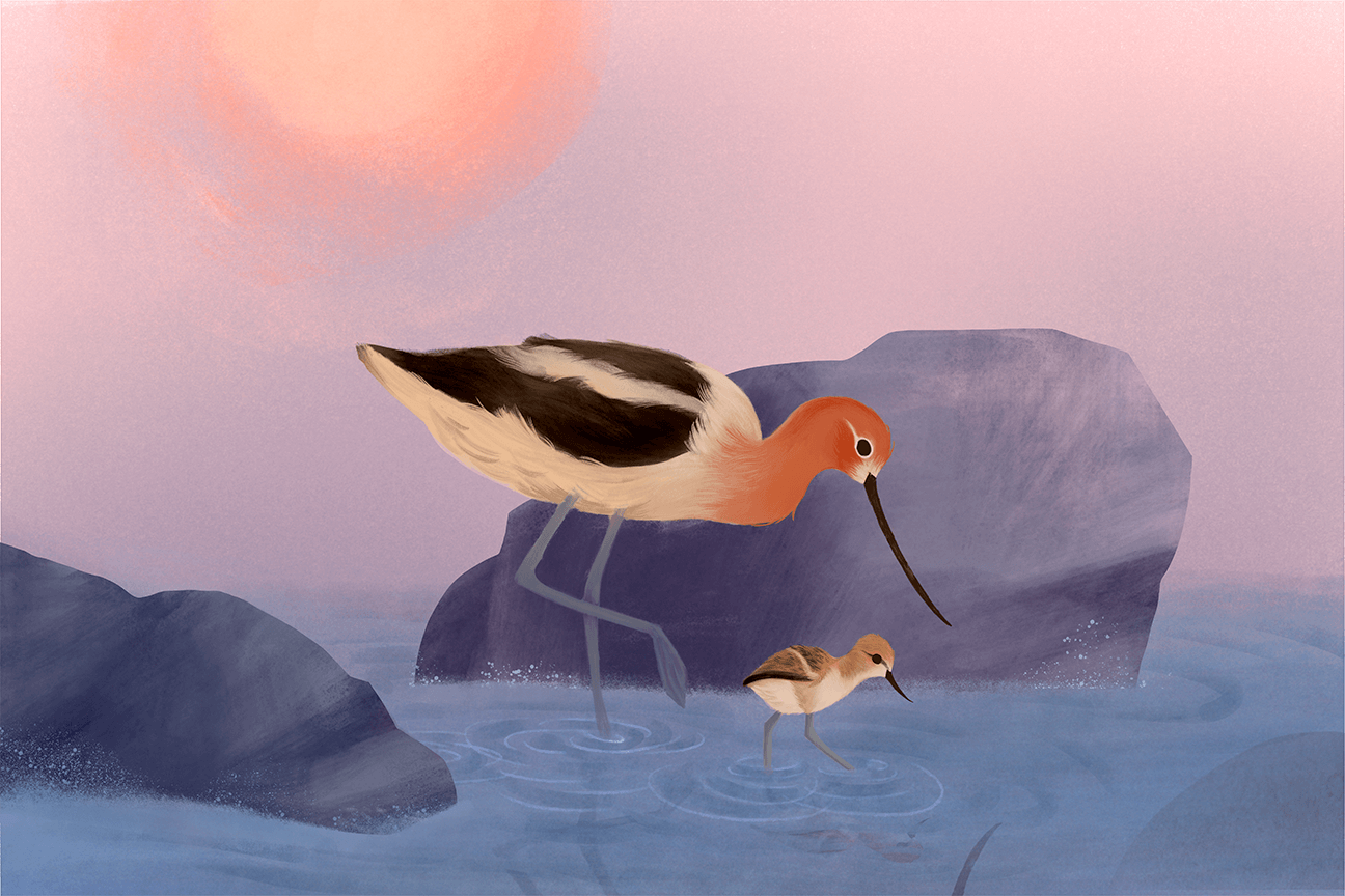 Avocet