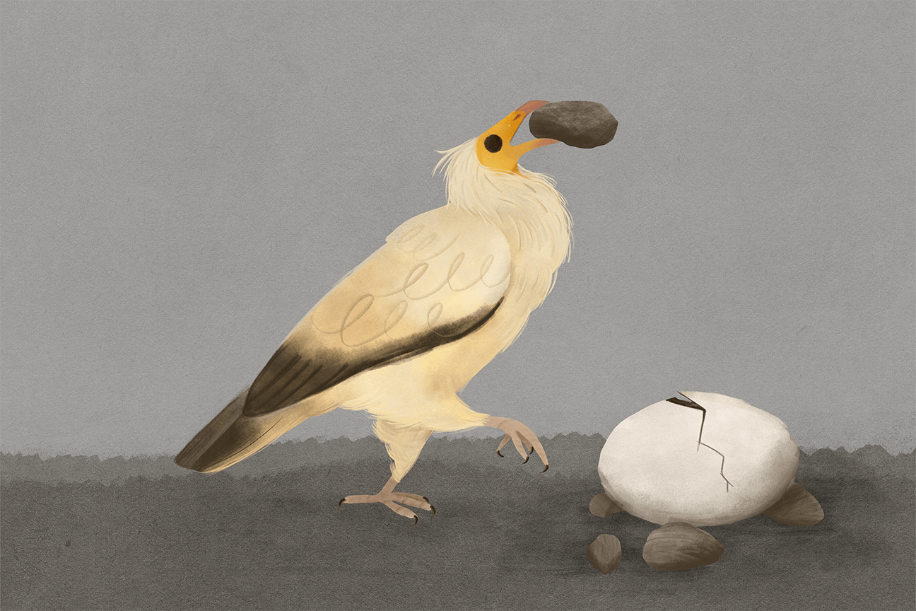 Egyptian Vulture