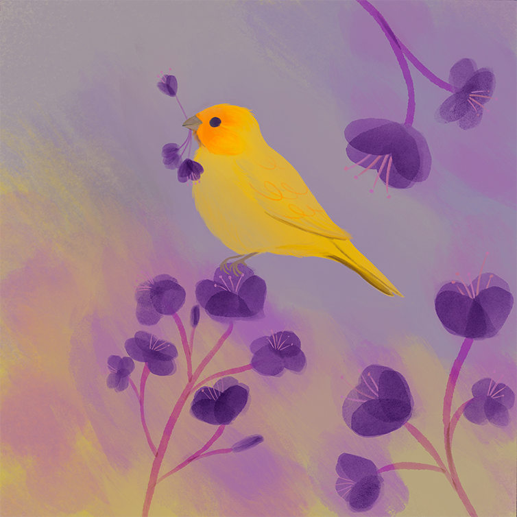 Saffron Finch