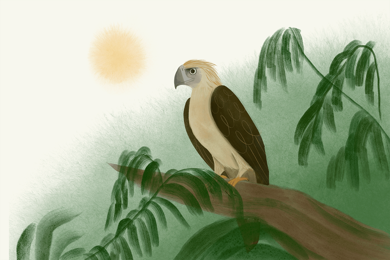 Philippine Eagle