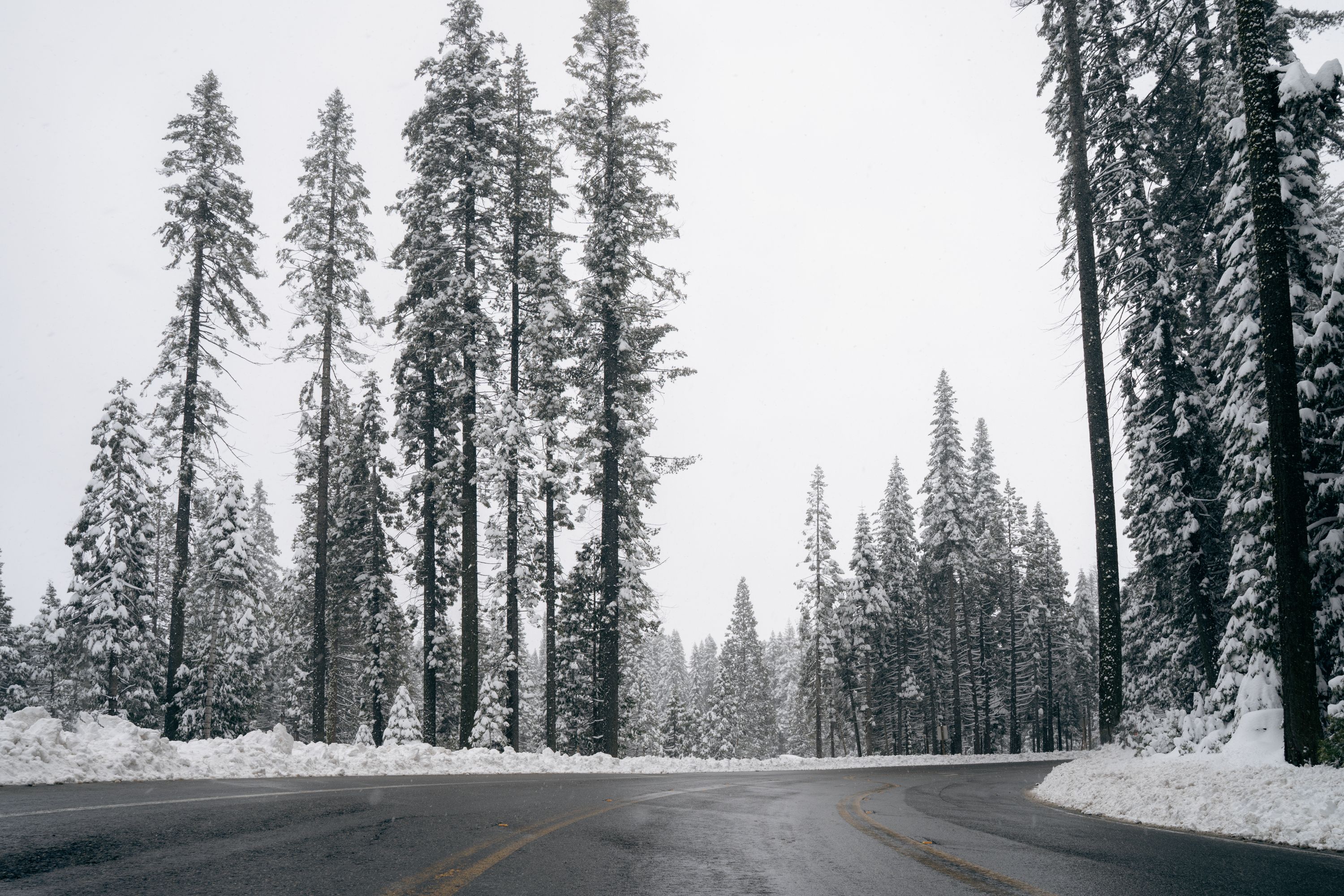 Trees lining a road in the vicinity of Yosemite National Park