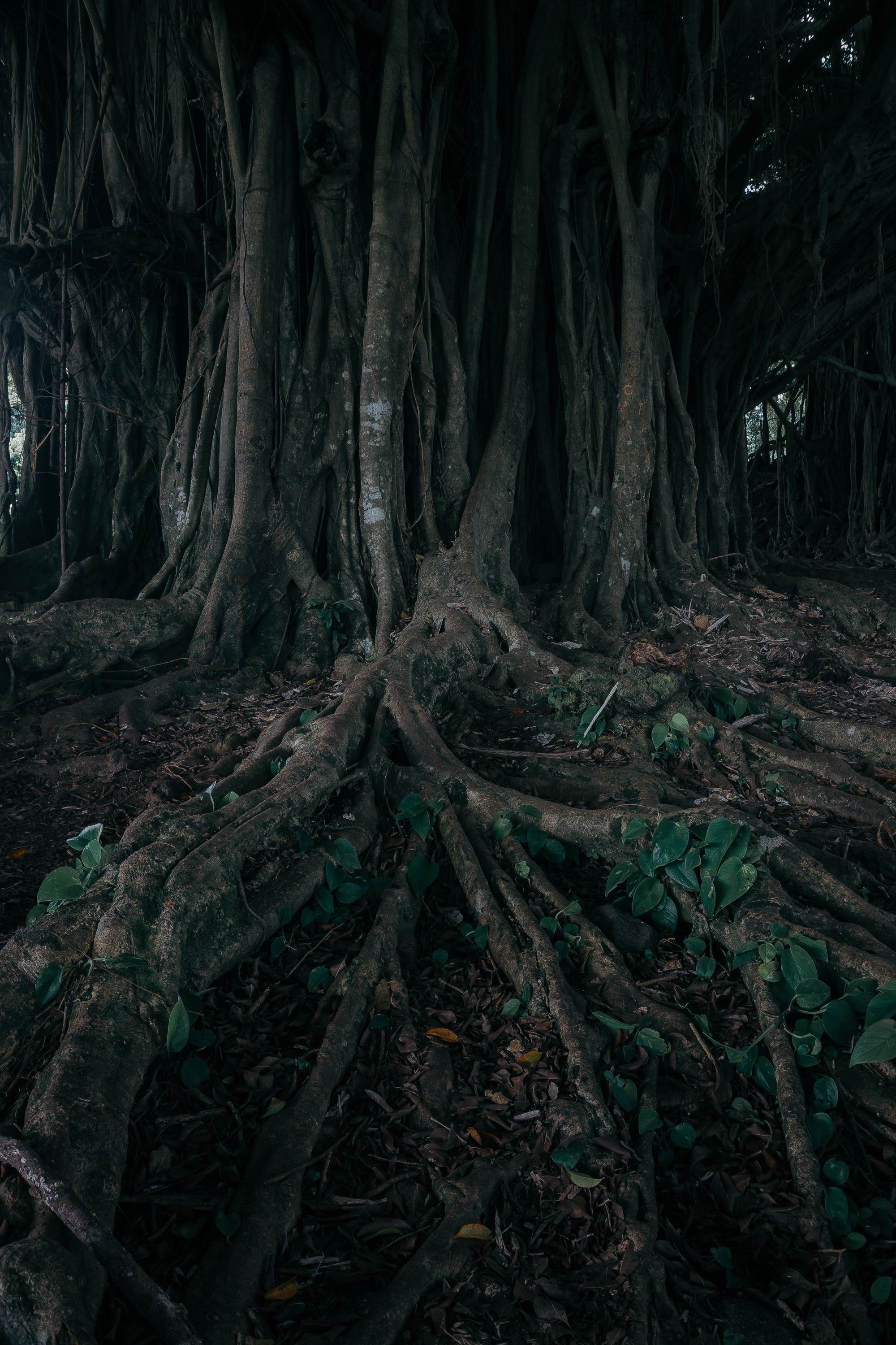 Banyan Tree roots in Hawaii