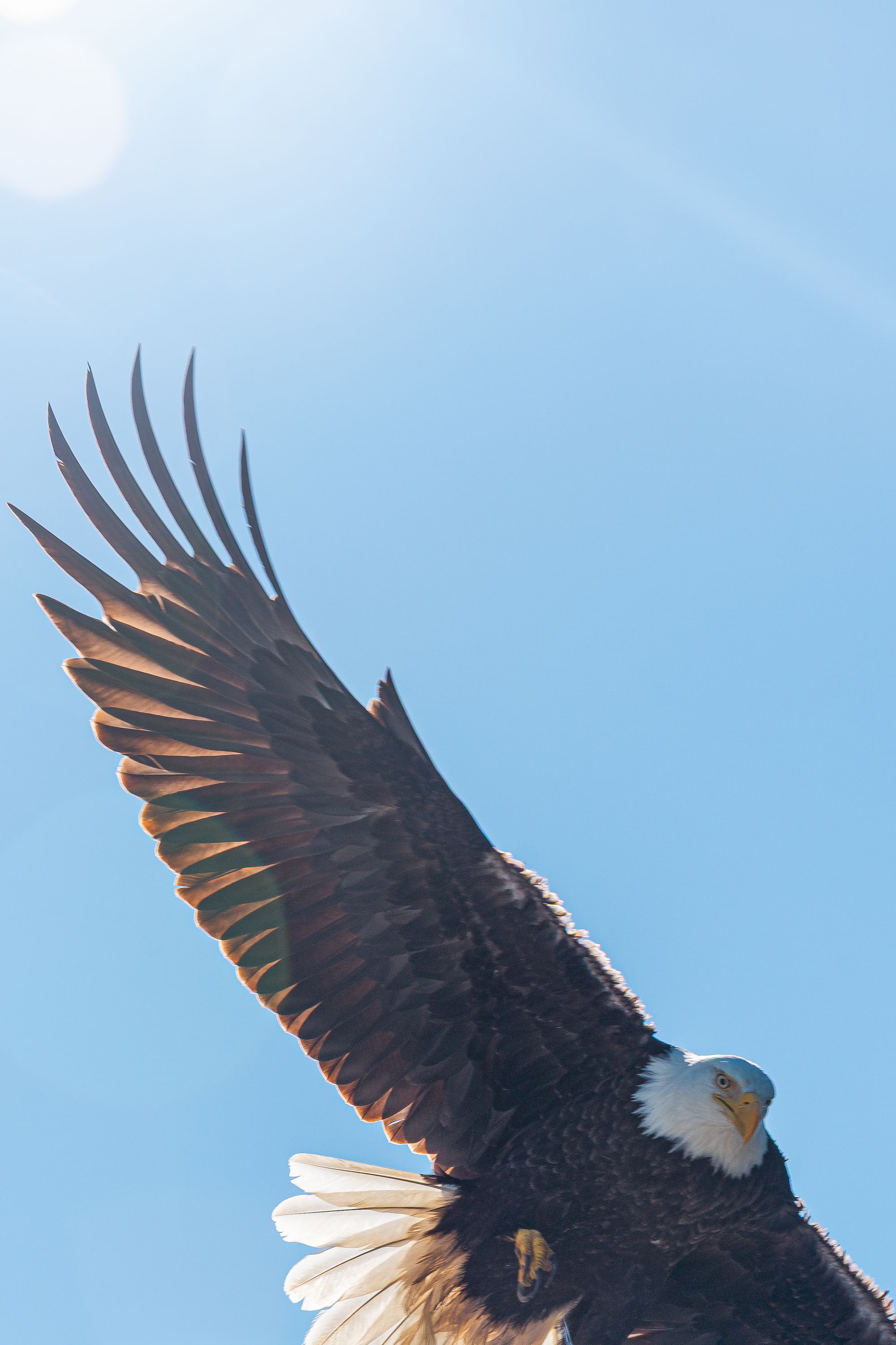 The Bald Eagle
