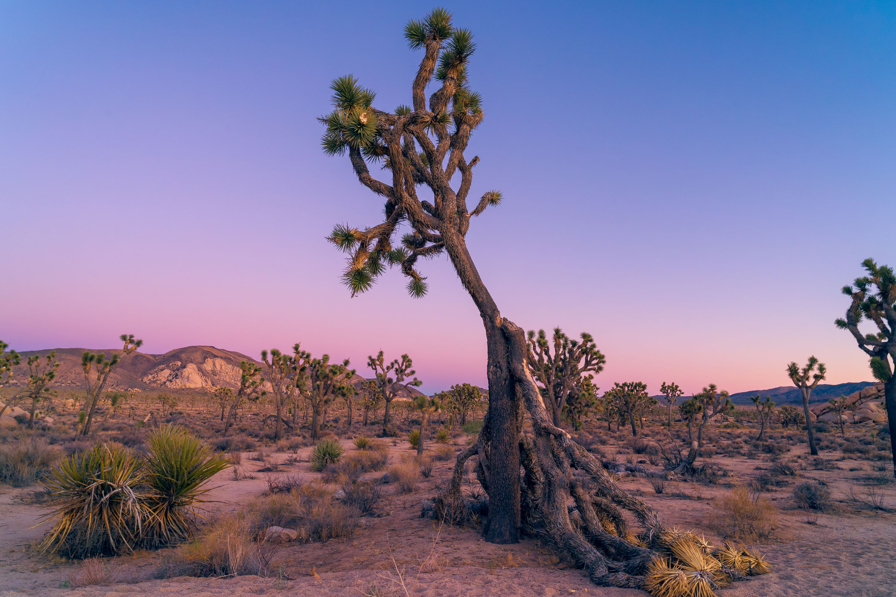 Sun setting near a Joshua tree at intersection rock