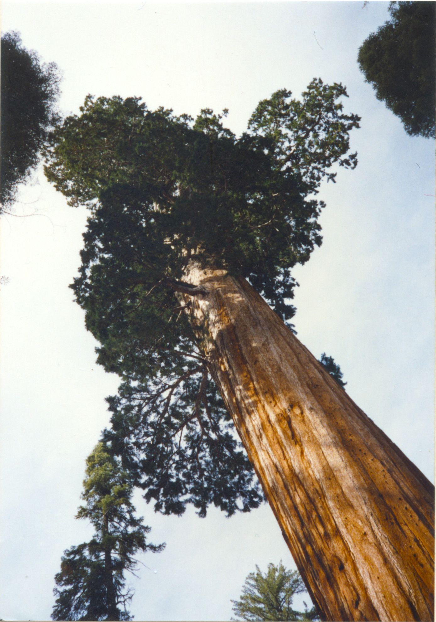 Sequoia National Park-0007