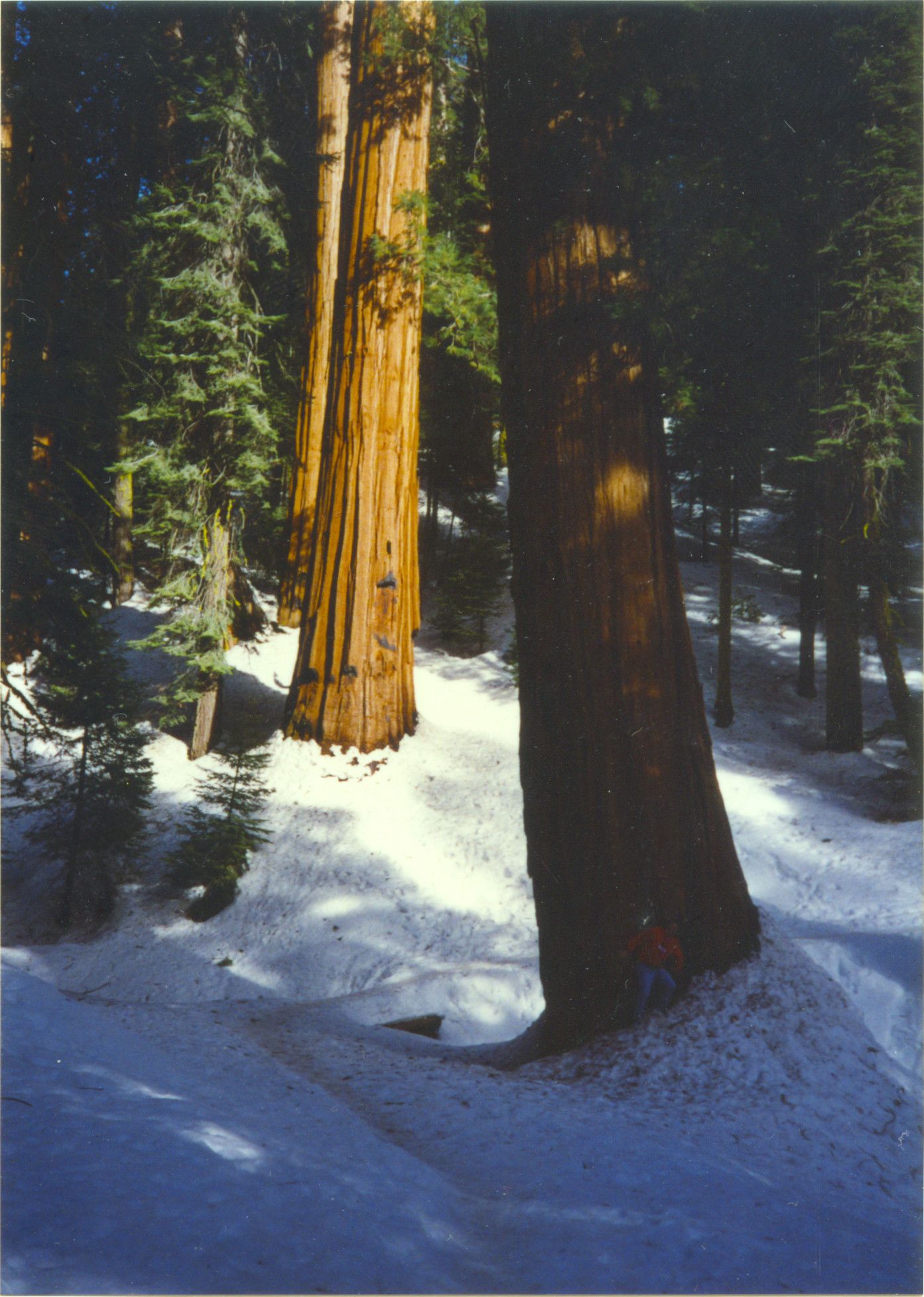 Sequoia National Park-0008