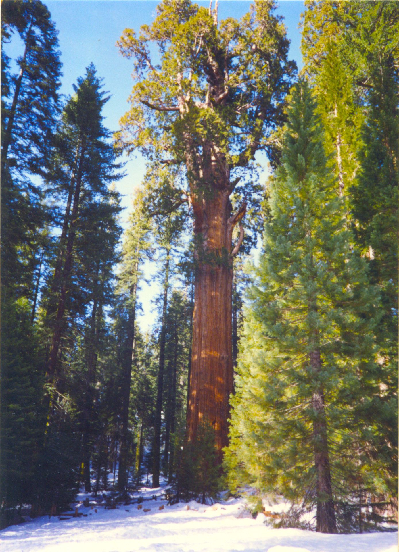 Sequoia National Park-0011