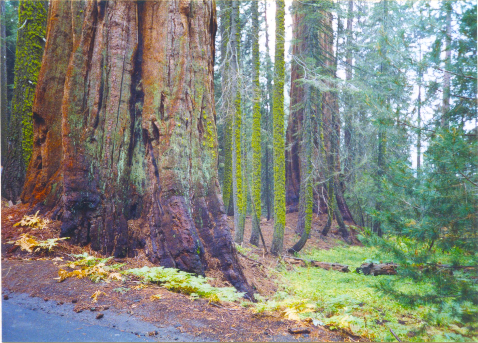 Sequoia National Park-0035