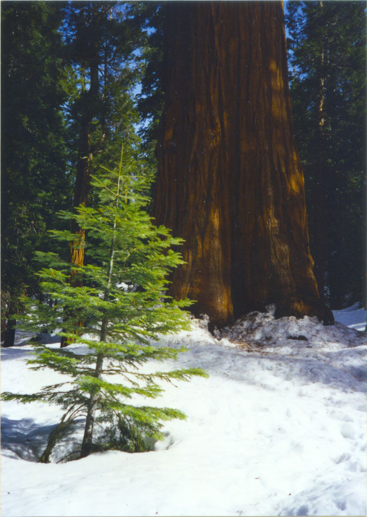 Sequoia National Park-0005