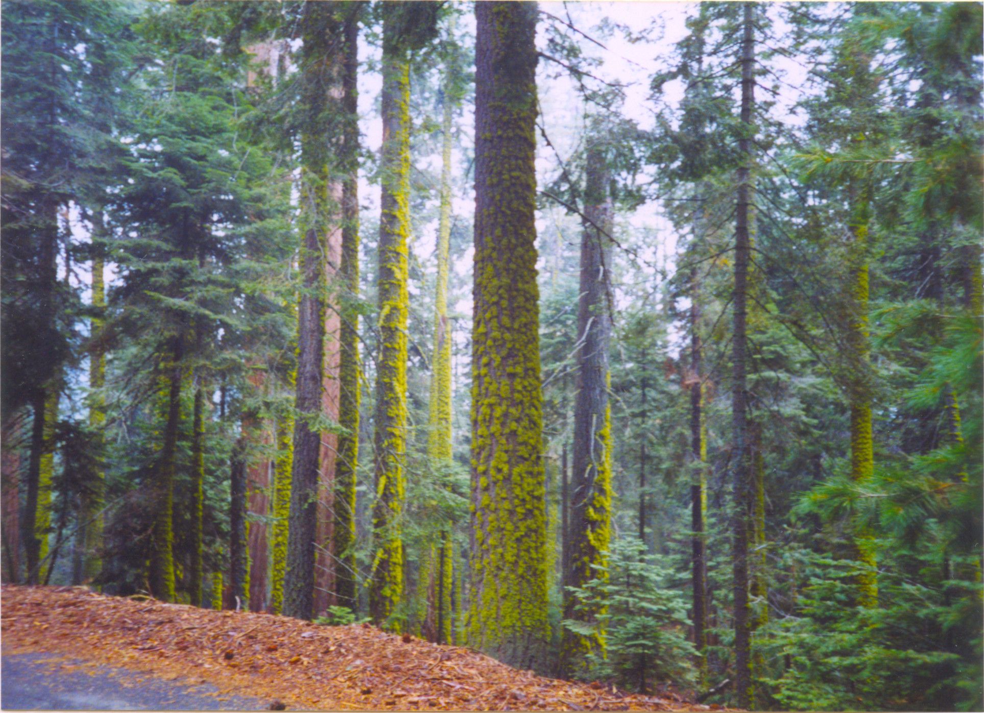 Sequoia National Park-0036