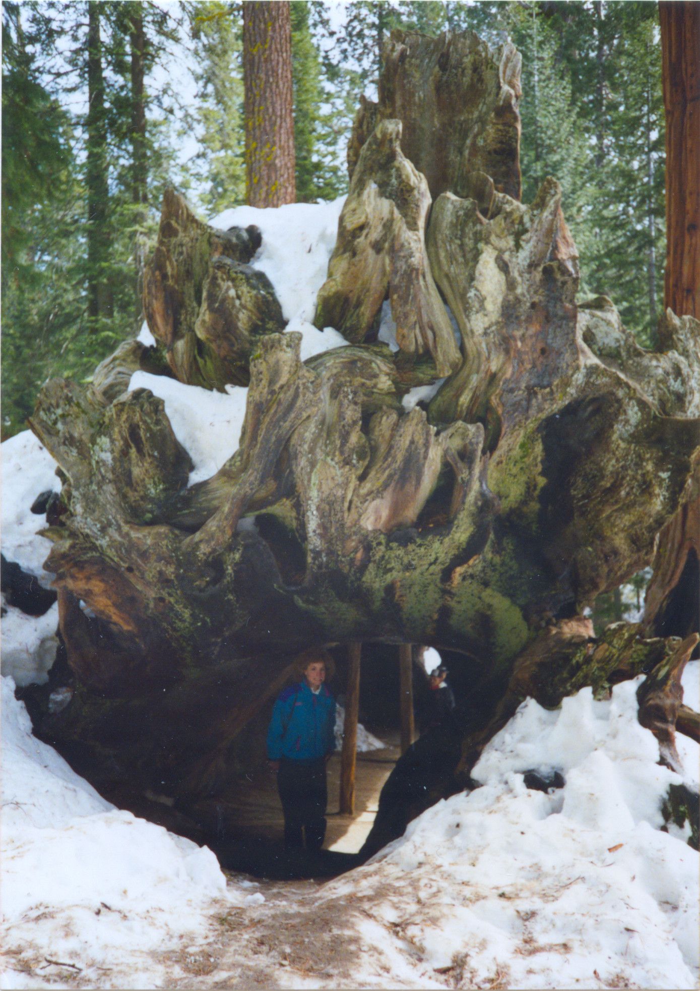 Sequoia National Park-0013